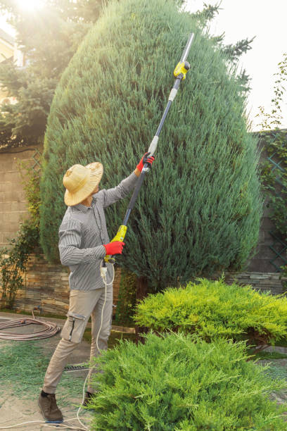 Best Sod Installation  in Newstle, CA